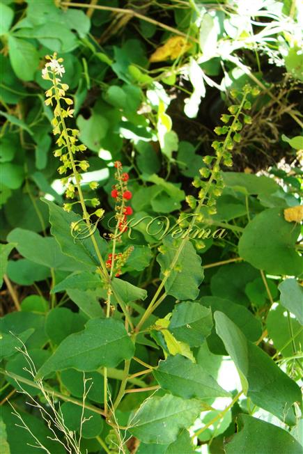  Flowering Shoot